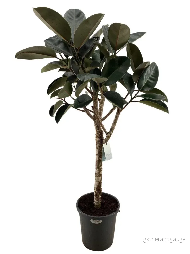 ficus elastica burgundy – 170 cm ficus elastica burgundy – 170 cm