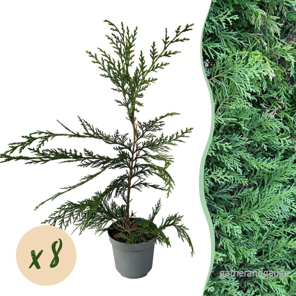 Cyprusgran Leylandii (× Cupressocyparis leylandii) 'Leylandii' - Bild 2