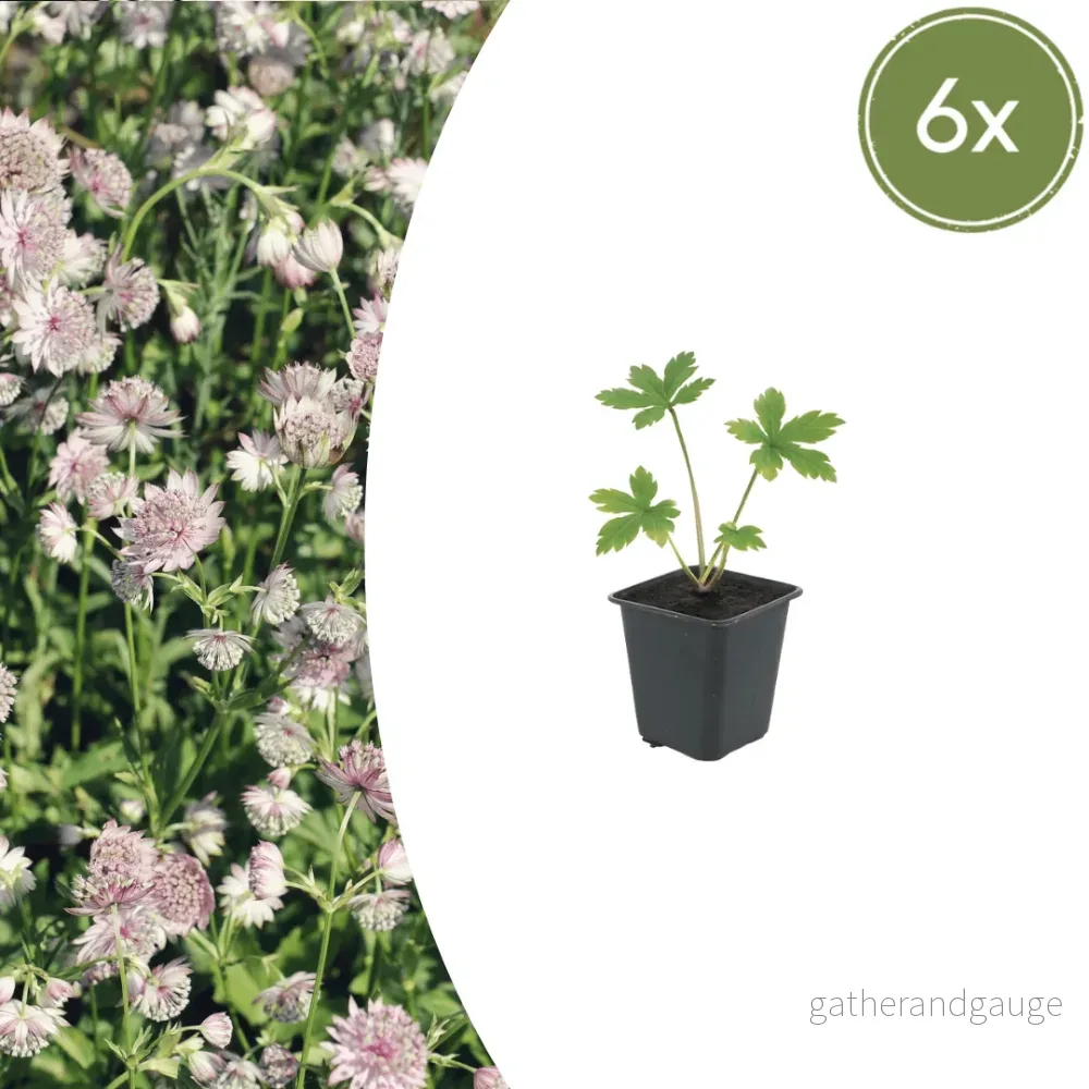 Astrance (Astrantia Major) 'Major' - Bild 2