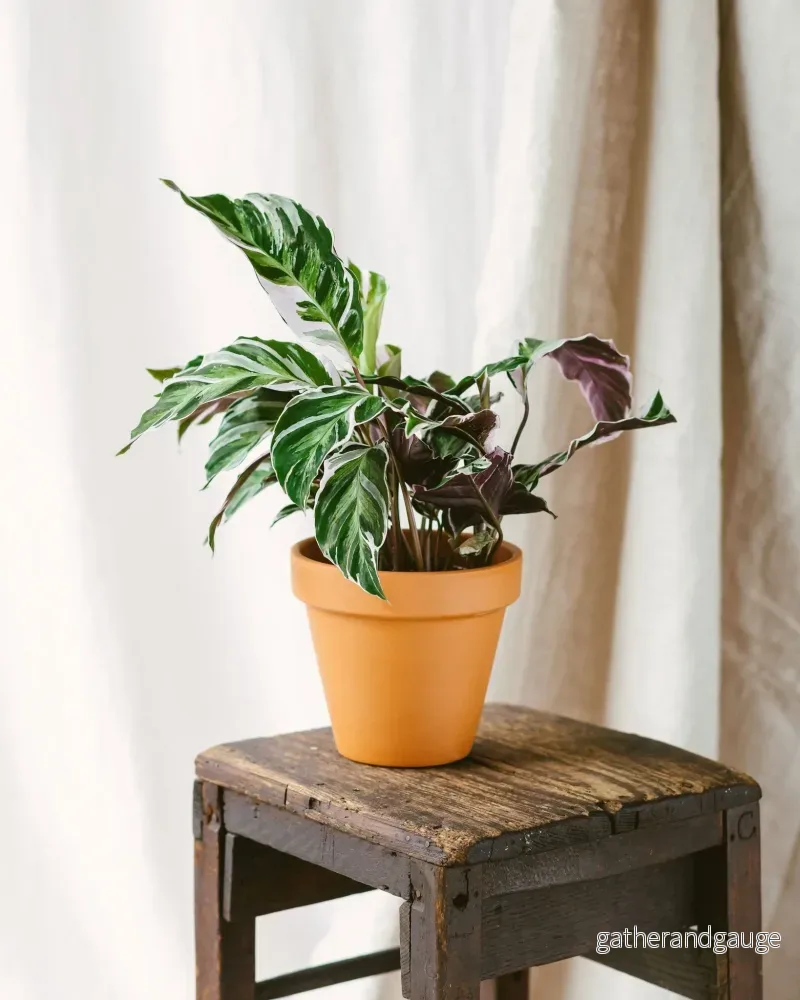 Calathea Fusion White