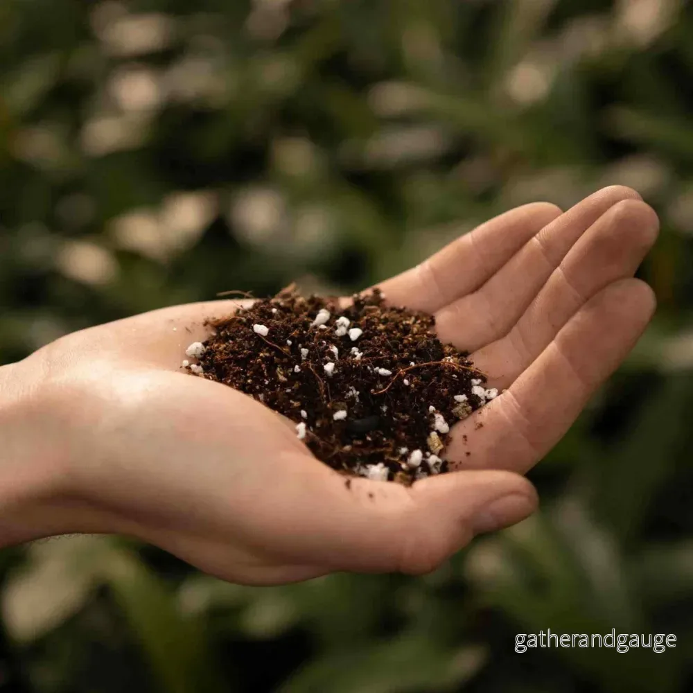 Calathea och Maranta mix 5L - Bild 2