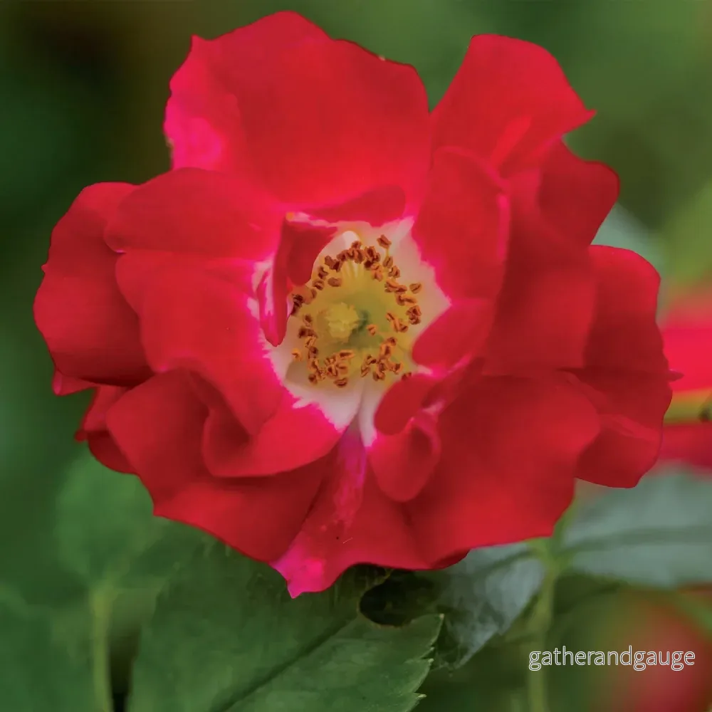 Rosbuske (Rosa) 'Red Queen' - Bild 3