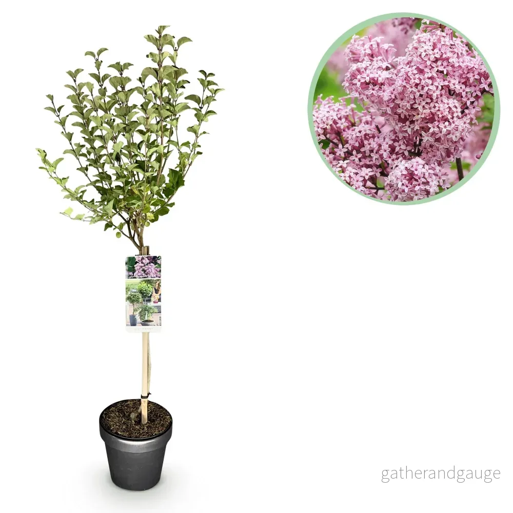 Meyerlilja (Syringa meyeri) 'Palibin' - Bild 2