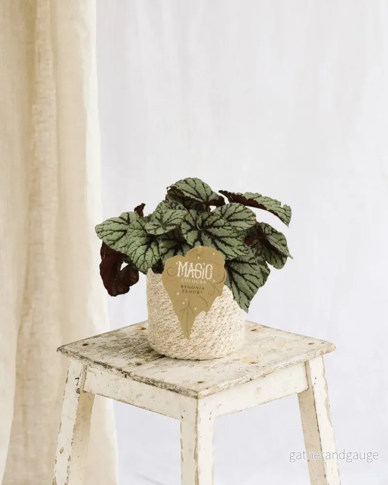 Begonia Rex Fedor