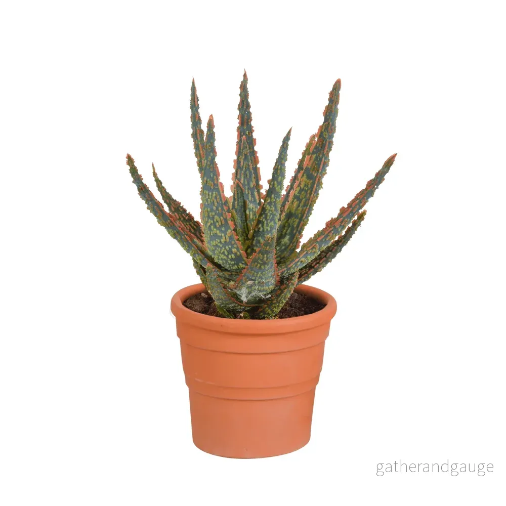 Aloe Zebrina Aloe Zebrina