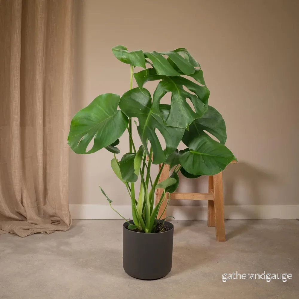 Monstera Deliciosa h55cm - Bild 2