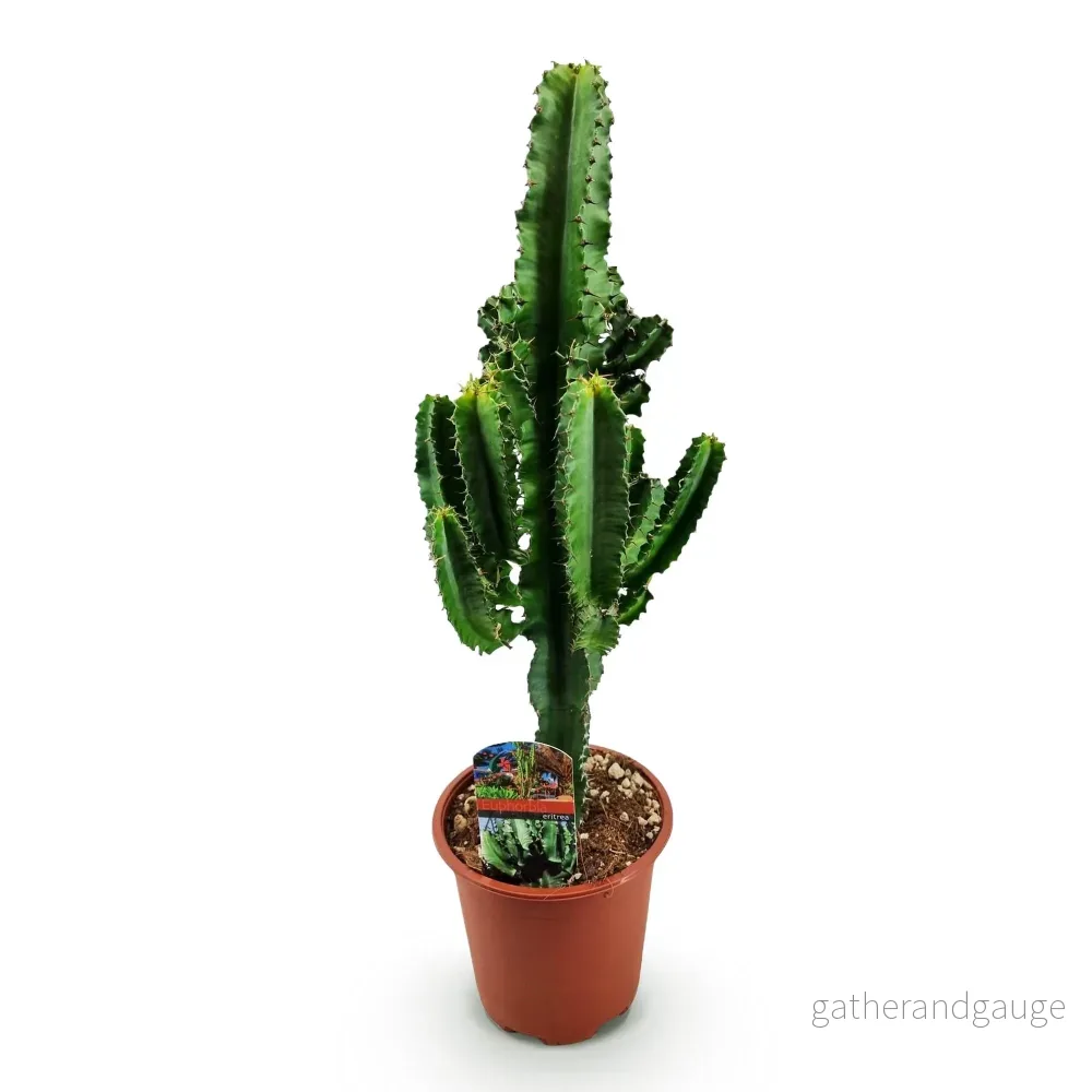 Euphorbia Eritrea - Bild 3