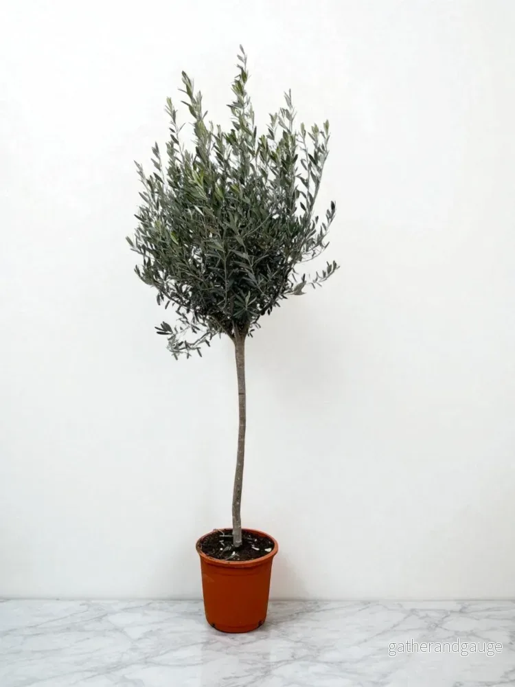 Olivträd – Olea Europaea stam