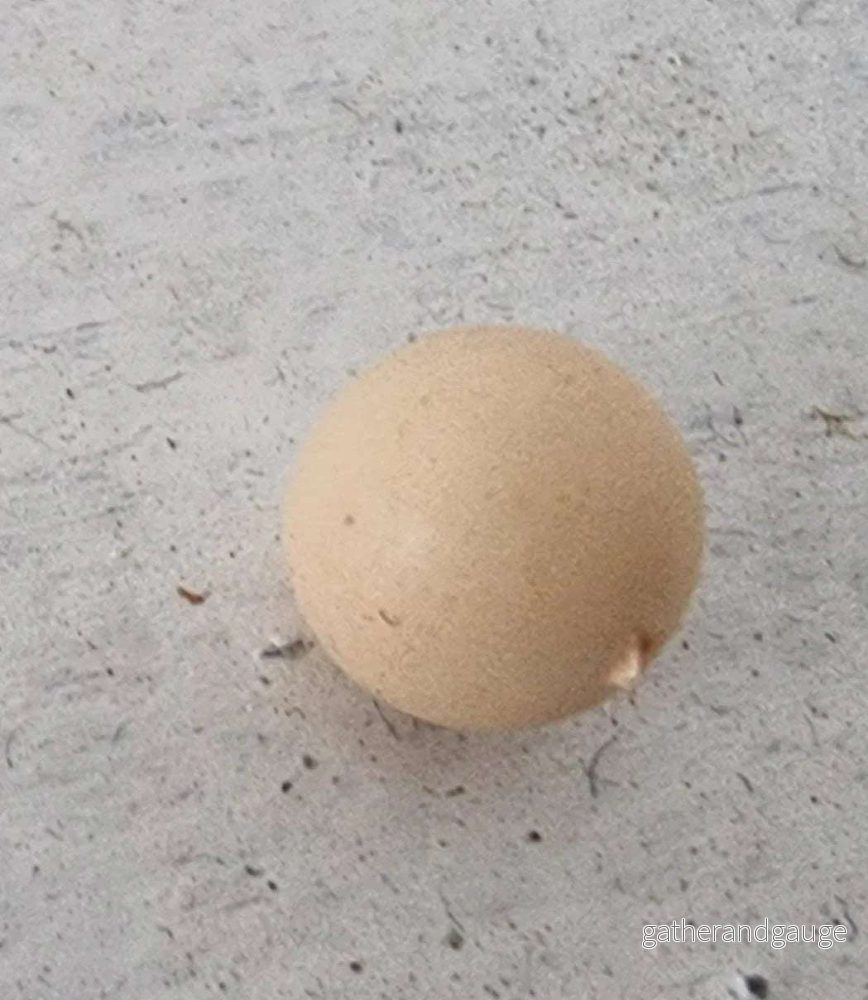 Snäckskals pärla – Beige 8 mm 1 styck