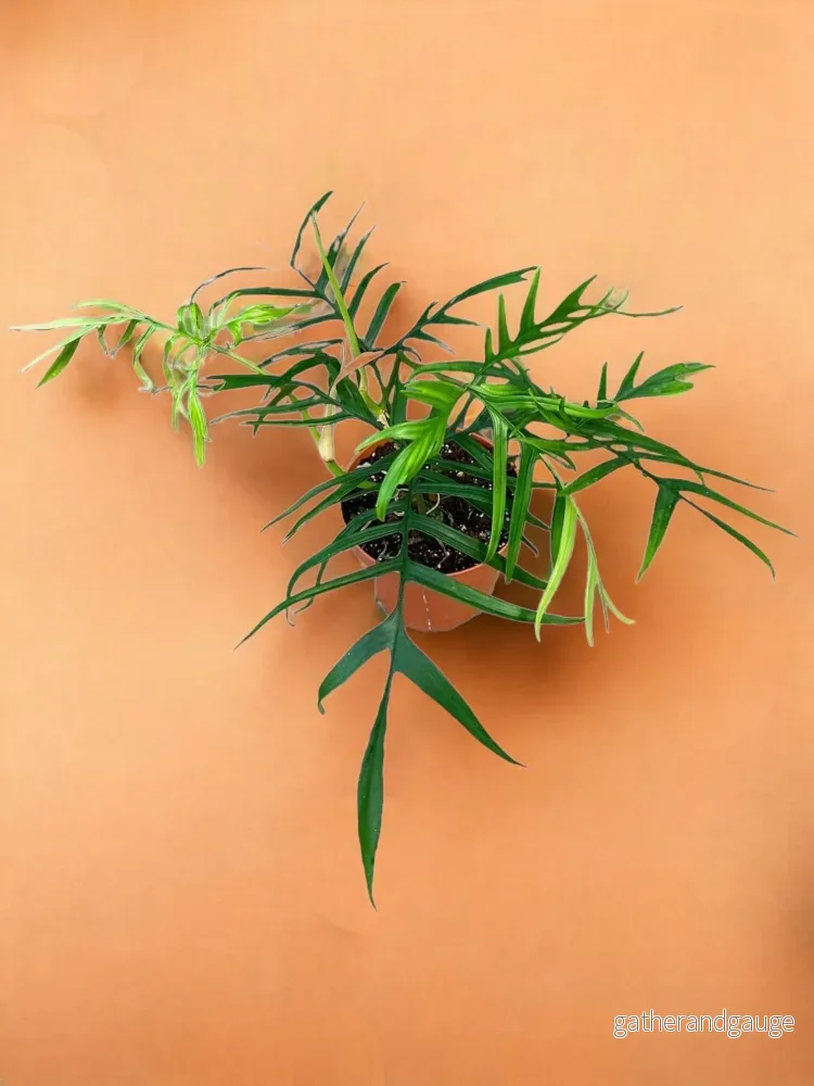 Philodendron Polypodioides Philodendron Polypodioides