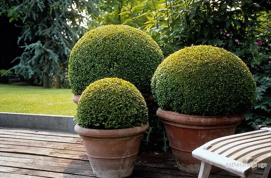 Buxus sempervirens (Buxus sempervirens) ’Sempervirens’ Buxus sempervirens (Buxus sempervirens) ’Sempervirens’