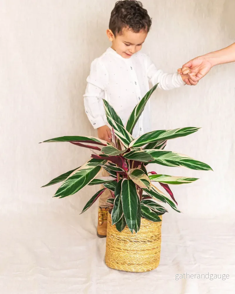Stromanthe - Calathea Triostar - Bild 3