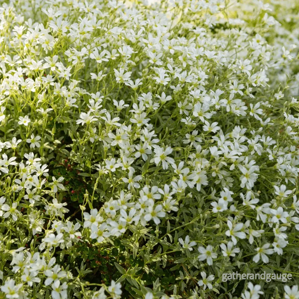 Cerastium Tomentosum (Céraiste Tomenteux) ’Tomentosum’ Cerastium Tomentosum (Céraiste Tomenteux) ’Tomentosum’