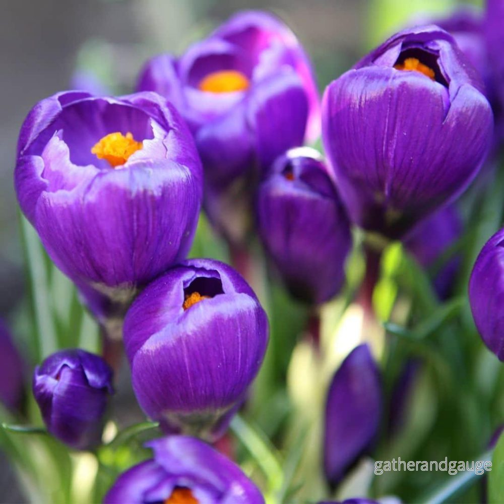 30 lökar tidigt på våren: Hyacinte Louvre & Crocus Flower Record - Bild 3