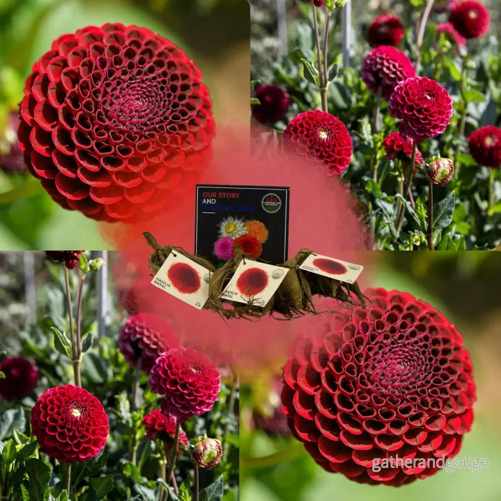 Dahlia Pompom Natal – låda med 24 lökar Dahlia Pompom Natal – låda med 24 lökar