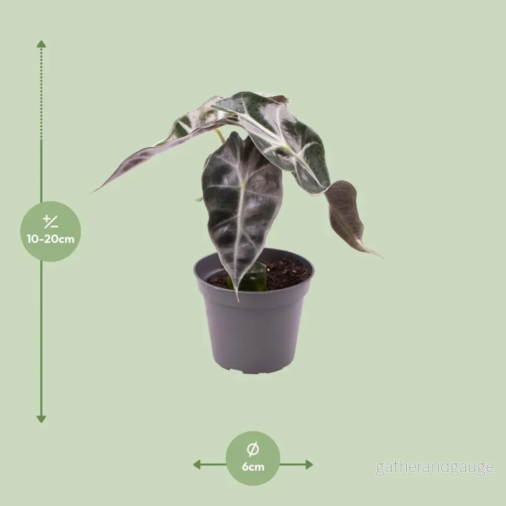 Mini Alocasia Curly Bambino - Bild 3