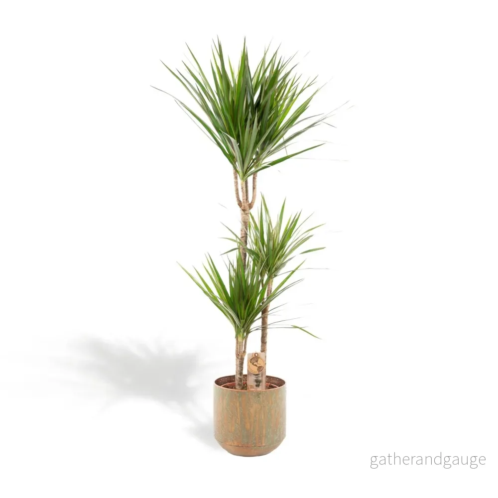 Dracaena och dess cache h120cm Dracaena och dess cache h120cm