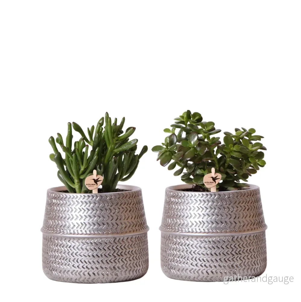 Duo av suckulenter och deras silverplanteringar