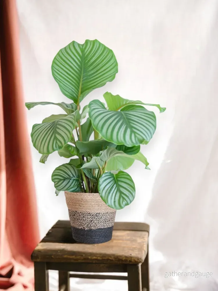 Calathea Orbifolia och dess kruka - Bild 3
