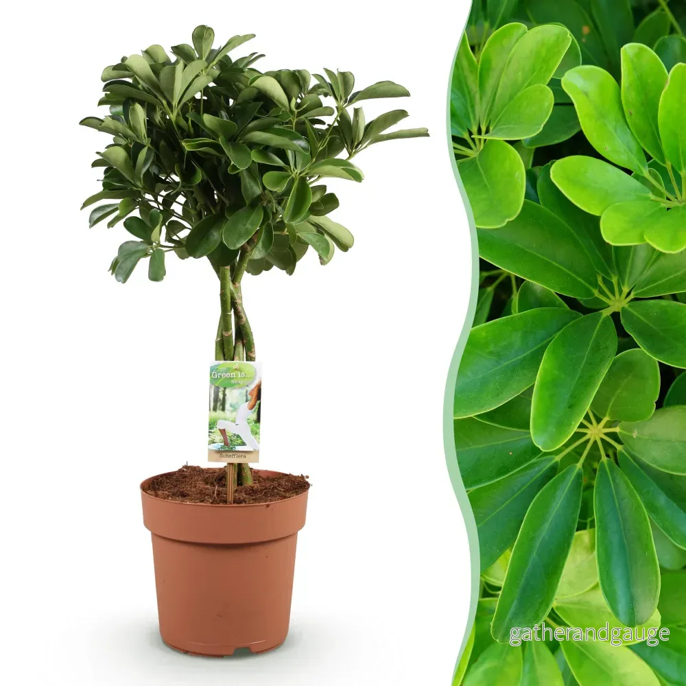 Schefflera Nora - Bild 2