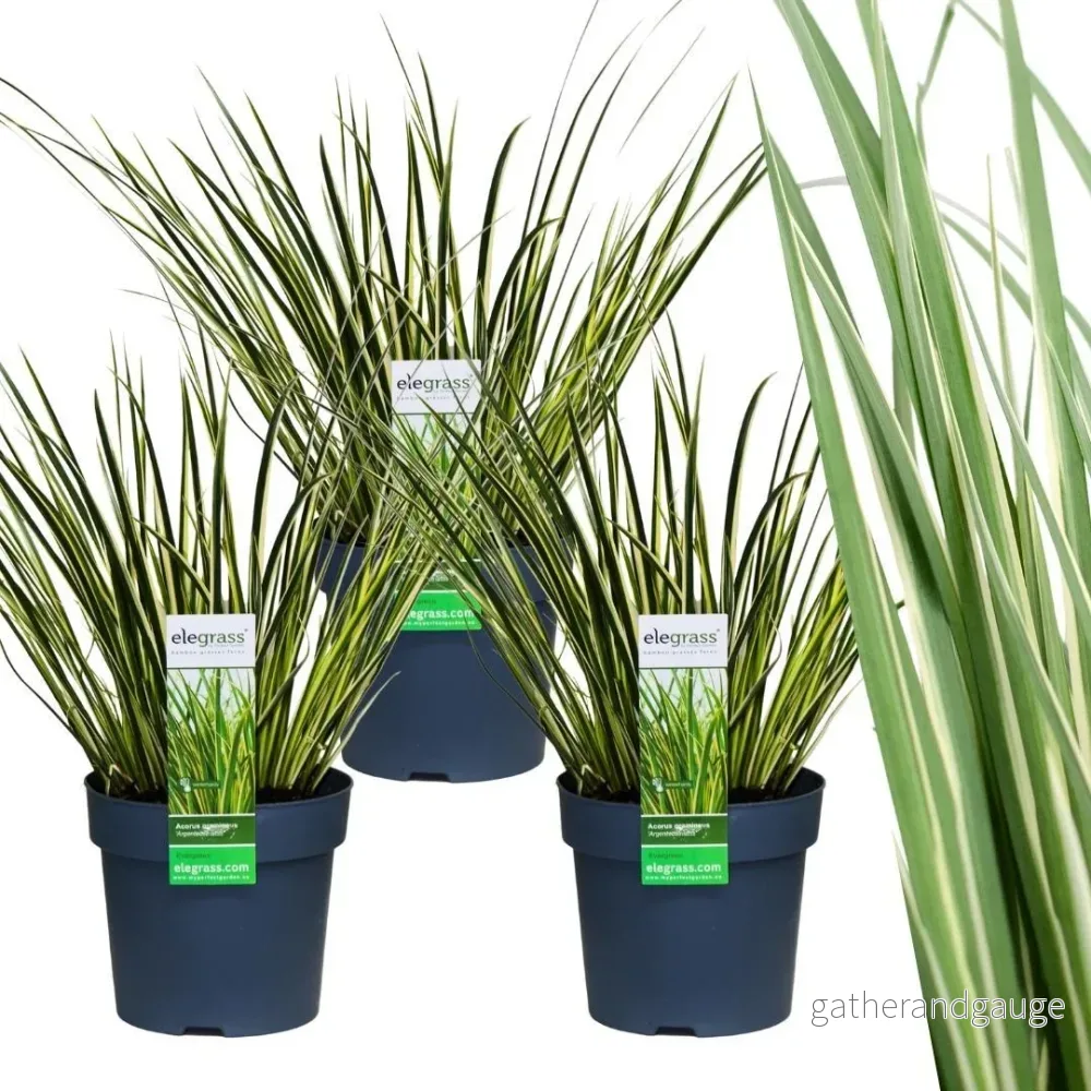 Set med 3 st Acorus gramineus 'Argenteostriatus' - Bild 2
