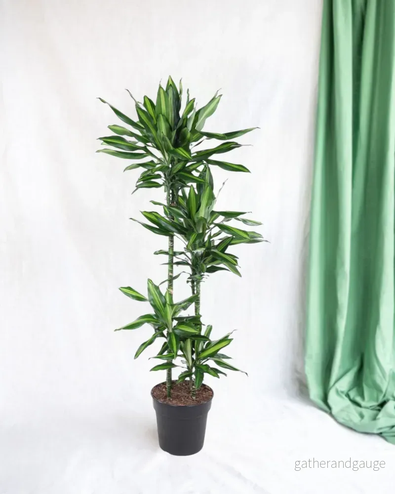 Dracaena Cintho Dracaena Cintho
