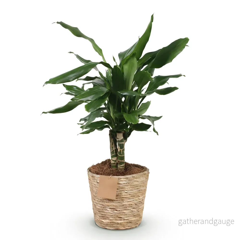 Dracaena fragrans och korg - Bild 3
