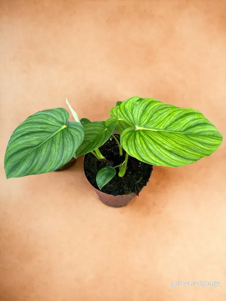 Philodendron Pastazanum Philodendron Pastazanum