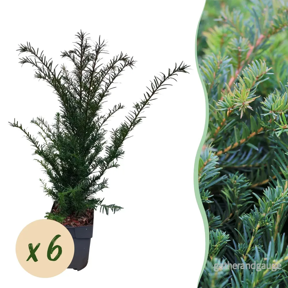 Taxus baccata (Idegran) '' - Bild 2