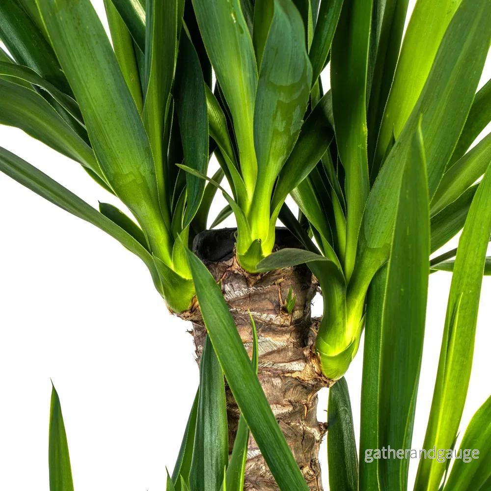 Yucca Elephantipes met mand Ø21cm - ↕90 - 110cm - Bild 2