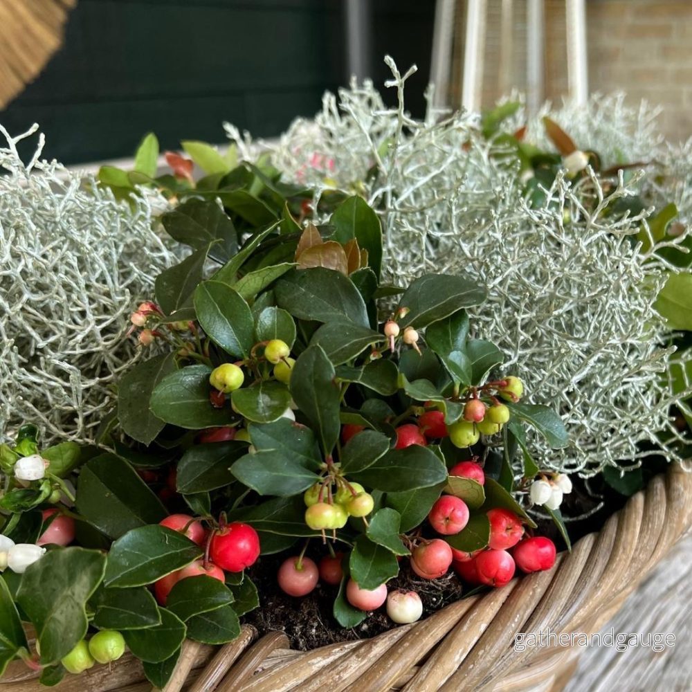 Wintergreen & Calocephalus vinterset - Bild 3