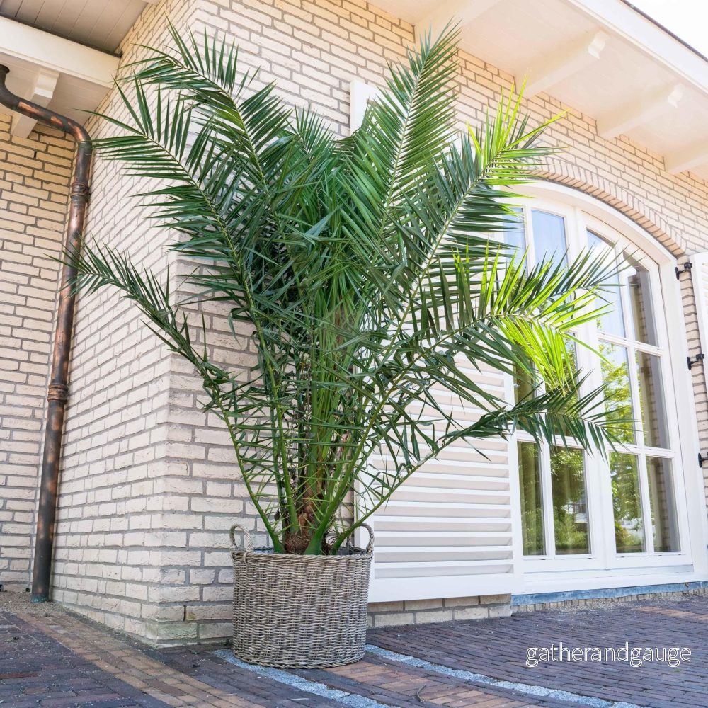 Phoenix Canariensis – 220cm – ø35
