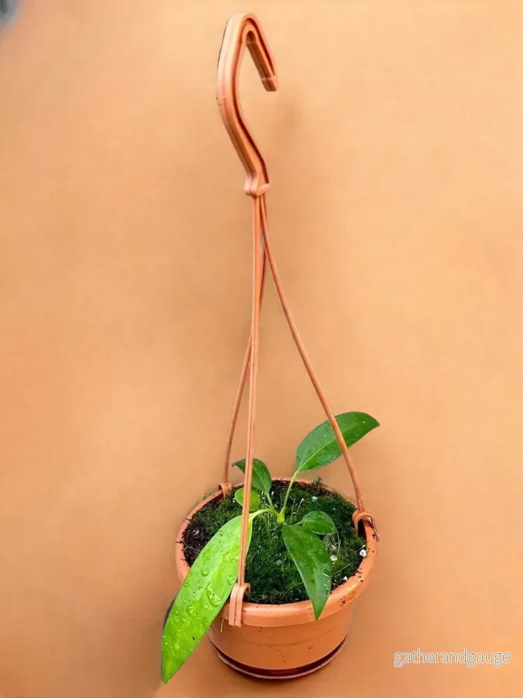 Anthurium Wendlingeri Anthurium Wendlingeri