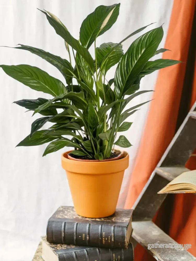 Spathiphyllum Vivaldi
