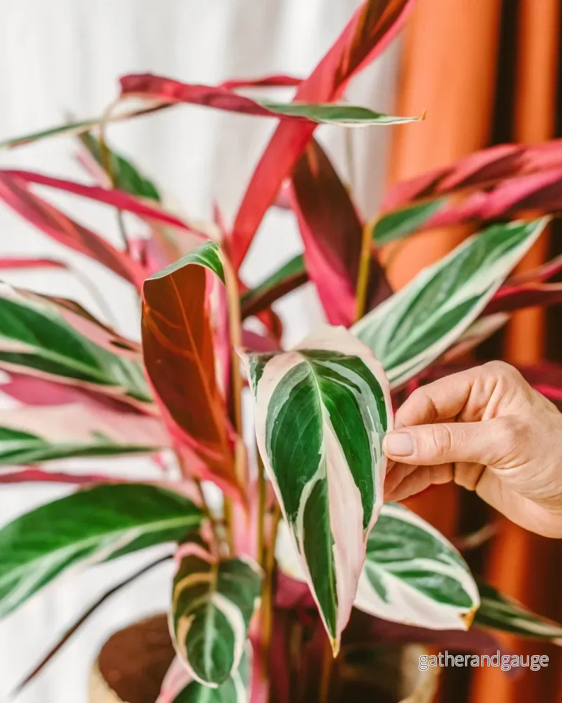 Stromanthe - Calathea Triostar - Bild 2