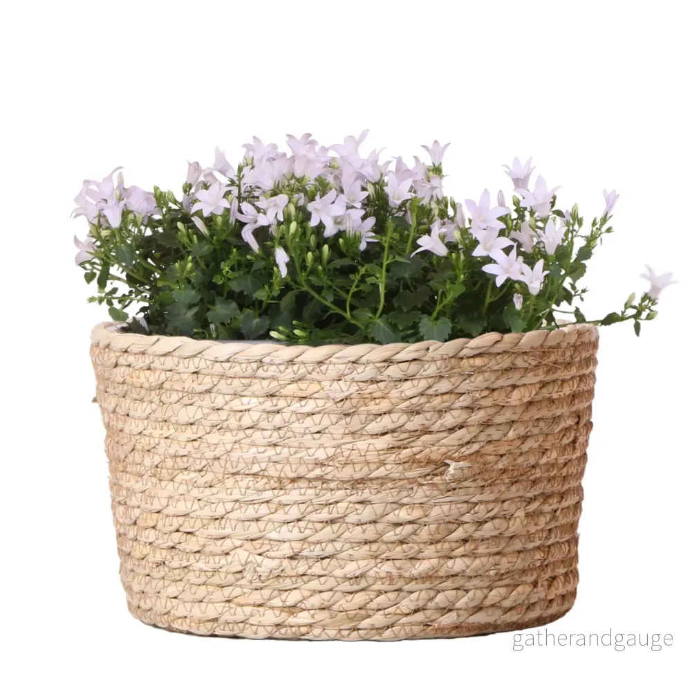 Vit campanula i vasskorg med bevattningssystem