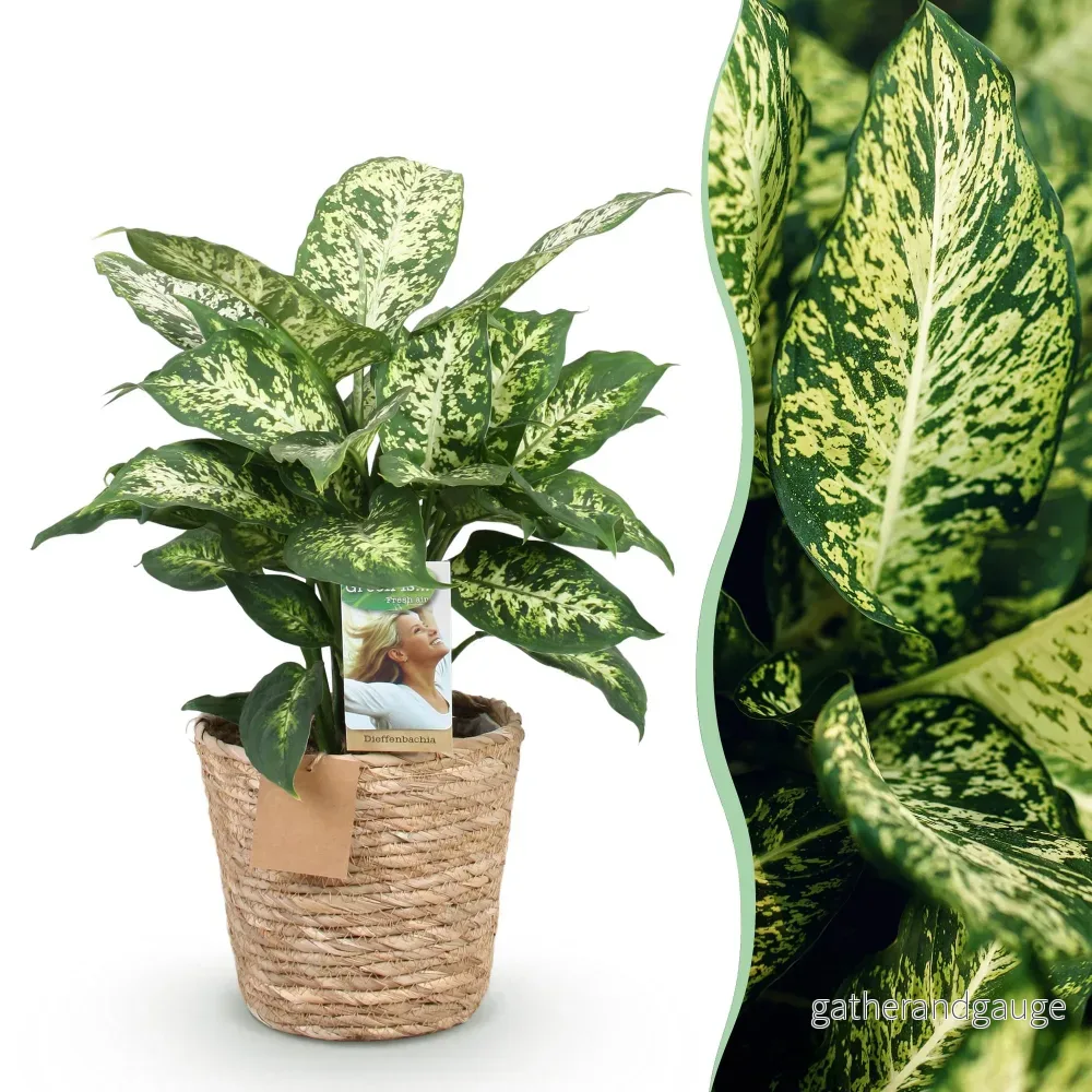 Diefenbachia Compacta med korg - Bild 2
