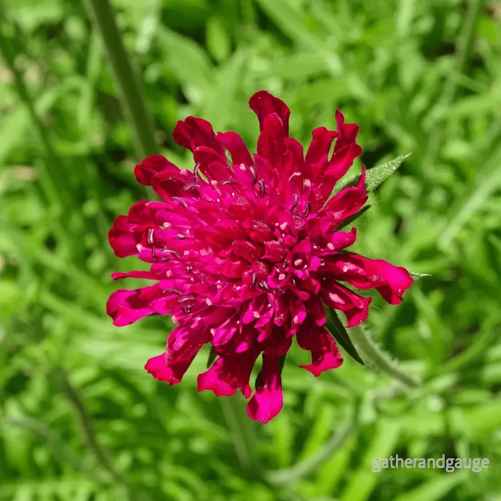 Macedonsk Knautia (Knautia macedonica) 'Knautia macedonica' - Bild 3