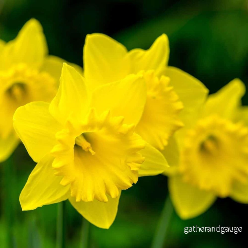 Duke of Holland - Narcissus - 10 lökar - Bild 2