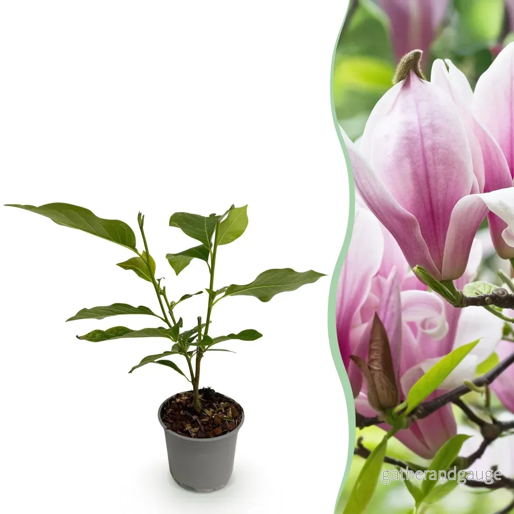 Magnolja (Magnolia) 'George Henry Kern' - Bild 2