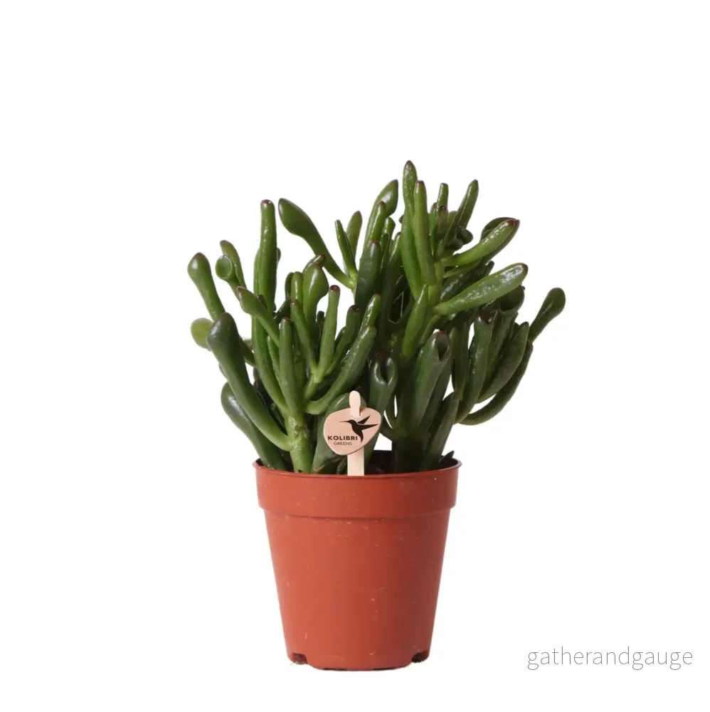 Crassula Hobbit h18cm – succulente