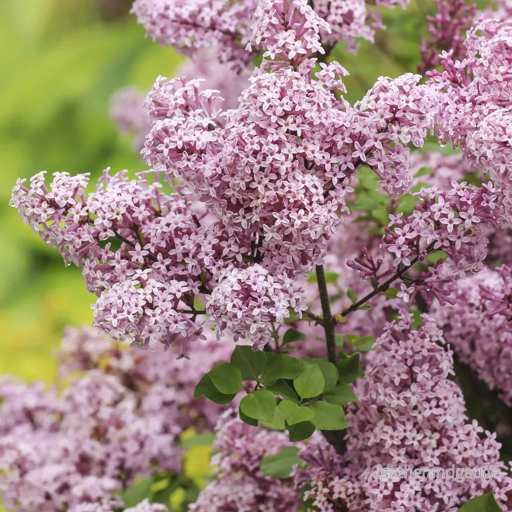 Meyerlilja (Syringa meyeri) 'Palibin' - Bild 3