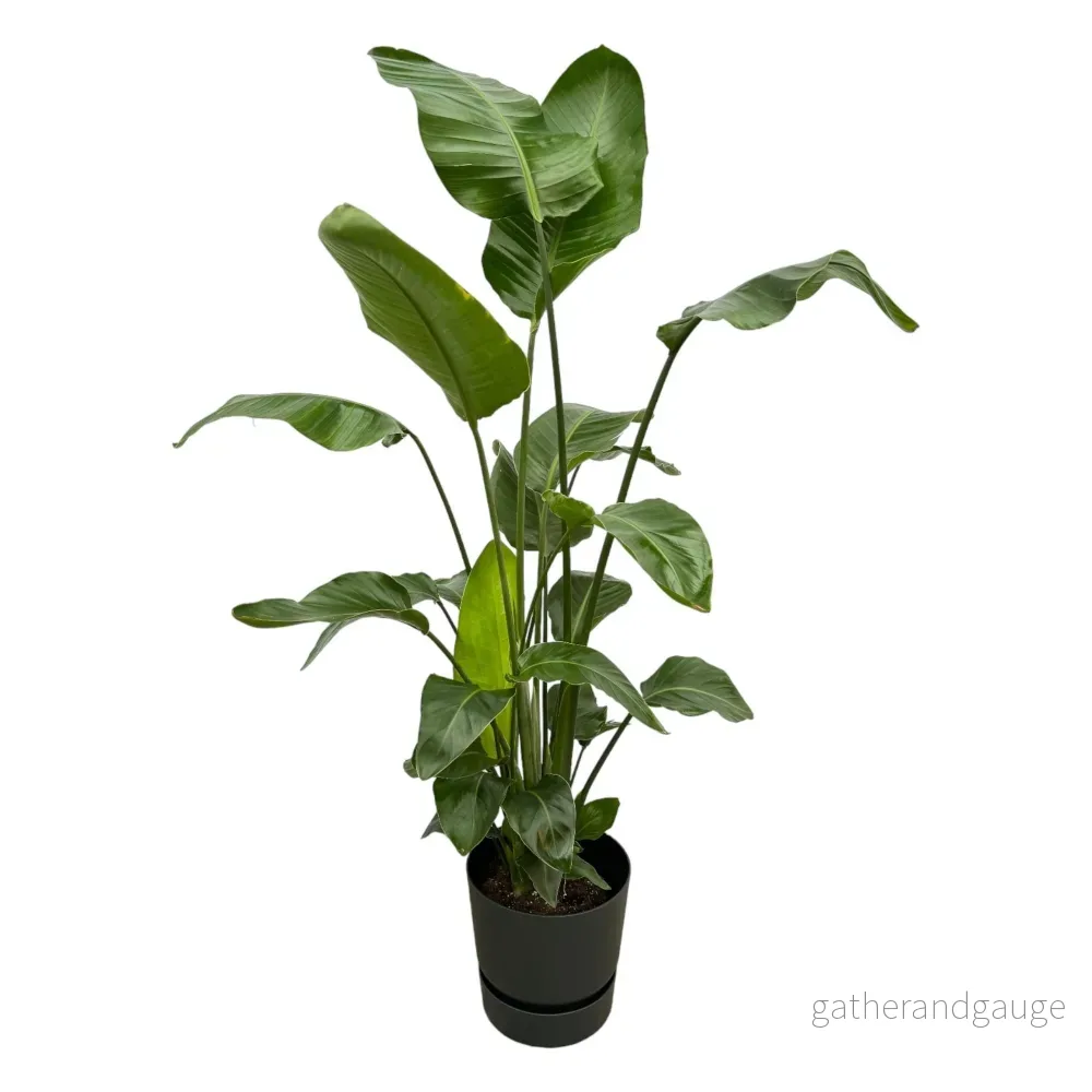 Strelitzia Nicolai 160cm och dess kruka - Bild 3