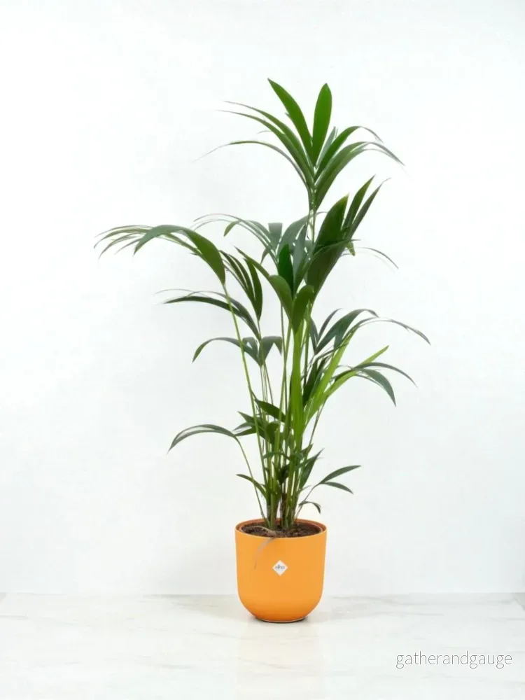 Kentia palm 160cm och dess kruka Kentia palm 160cm och dess kruka