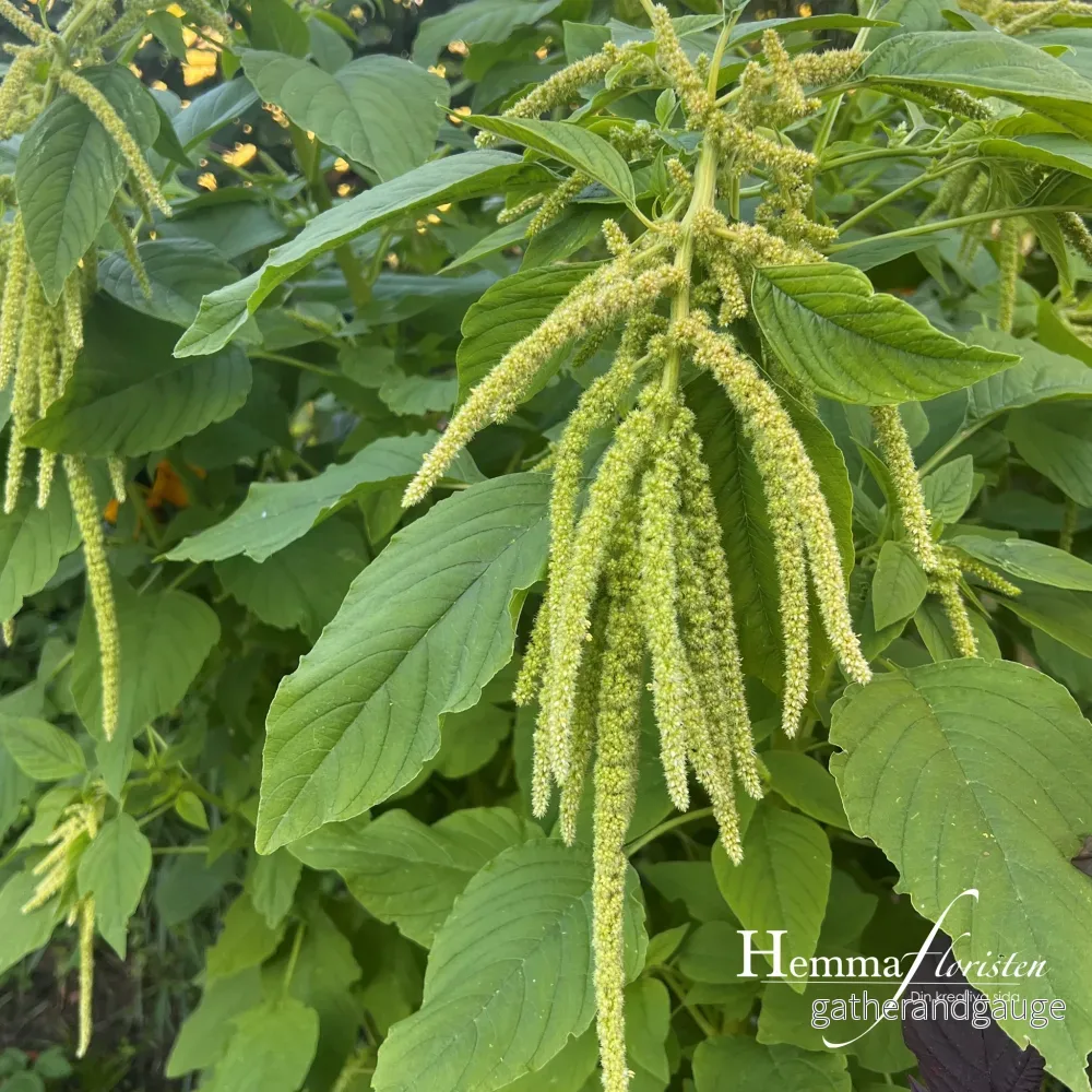 Amaranthus – Grön hängande