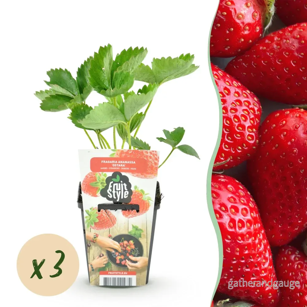 Jordgubbe (Fragaria x ananassa) 'Elvira' - Bild 2