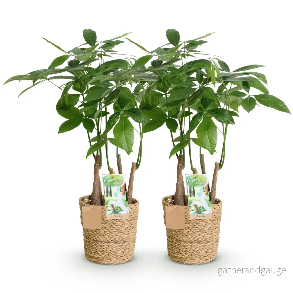 Pachira Aquatica Multitronc – Set om 2 – Kruka 17 cm - Bild 3