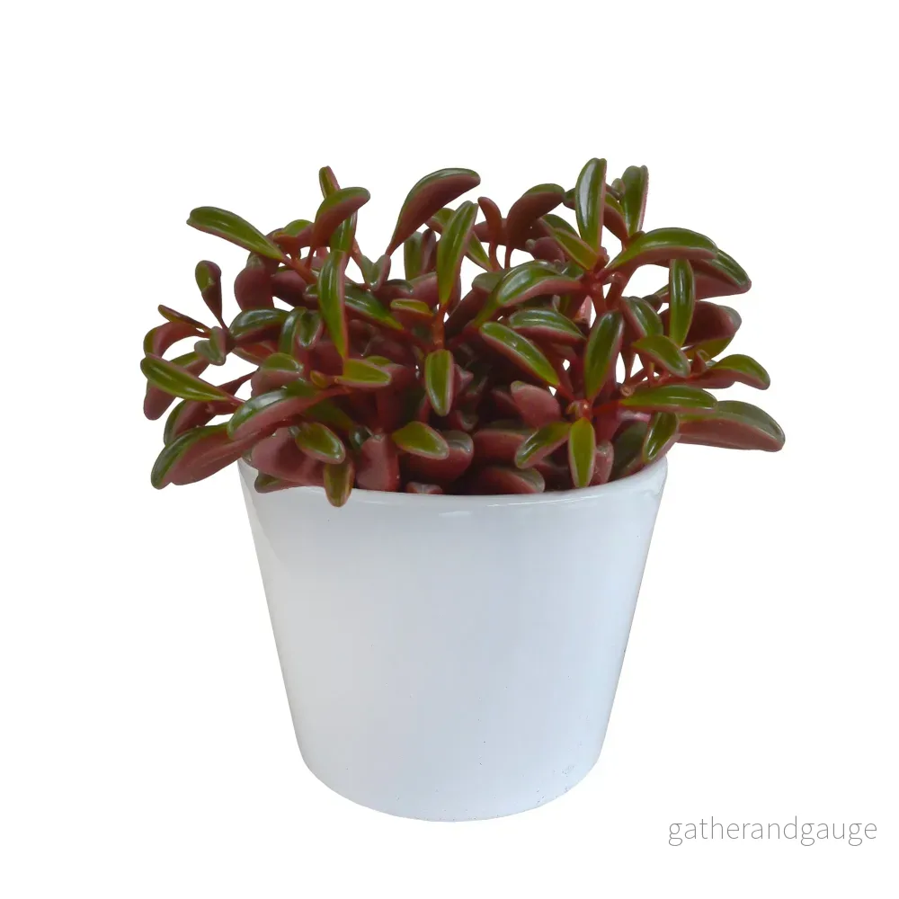 Peperomia 'graveolens' och dess vita blomkruka