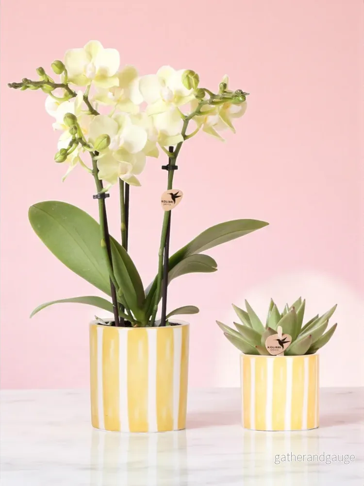 Phalaenopsis & Echeveria orkidé i dekorativ randig kruka Phalaenopsis & Echeveria orkidé i dekorativ randig kruka