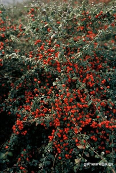 Cotoneaster De Dammer (Cotoneaster x suecicus) ’Coral Beauty’ Cotoneaster De Dammer (Cotoneaster x suecicus) ’Coral Beauty’